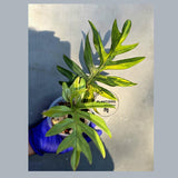 Variegated Philodendron Mayoi - Rare Variegated Fern Leaf Philodendron (June-22-104-ER)
