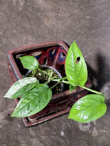 Epipremnum Pinnatum Albo Variegated - Climbing Aroid - (June-25-15)