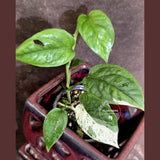Epipremnum Pinnatum Albo Variegated - Climbing Aroid - (June-25-15)
