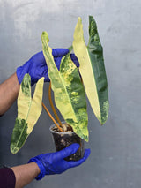 Variegated Philodendron Billietiae Live Plant - Rare Large Leaf (June-23-50-ER)