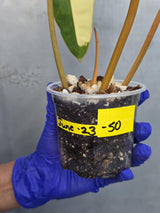 Variegated Philodendron Billietiae Live Plant - Rare Large Leaf (June-23-50-ER)