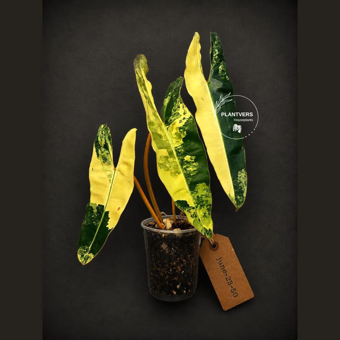 Variegated Philodendron Billietiae Live Plant - Rare Large Leaf (June-23-50-ER)