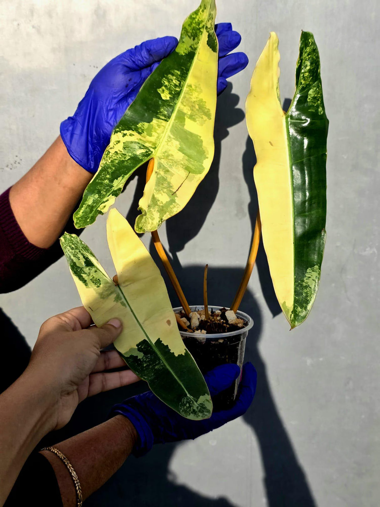 Variegated Philodendron Billietiae Live Plant - Rare Large Leaf (June-23-50-ER)