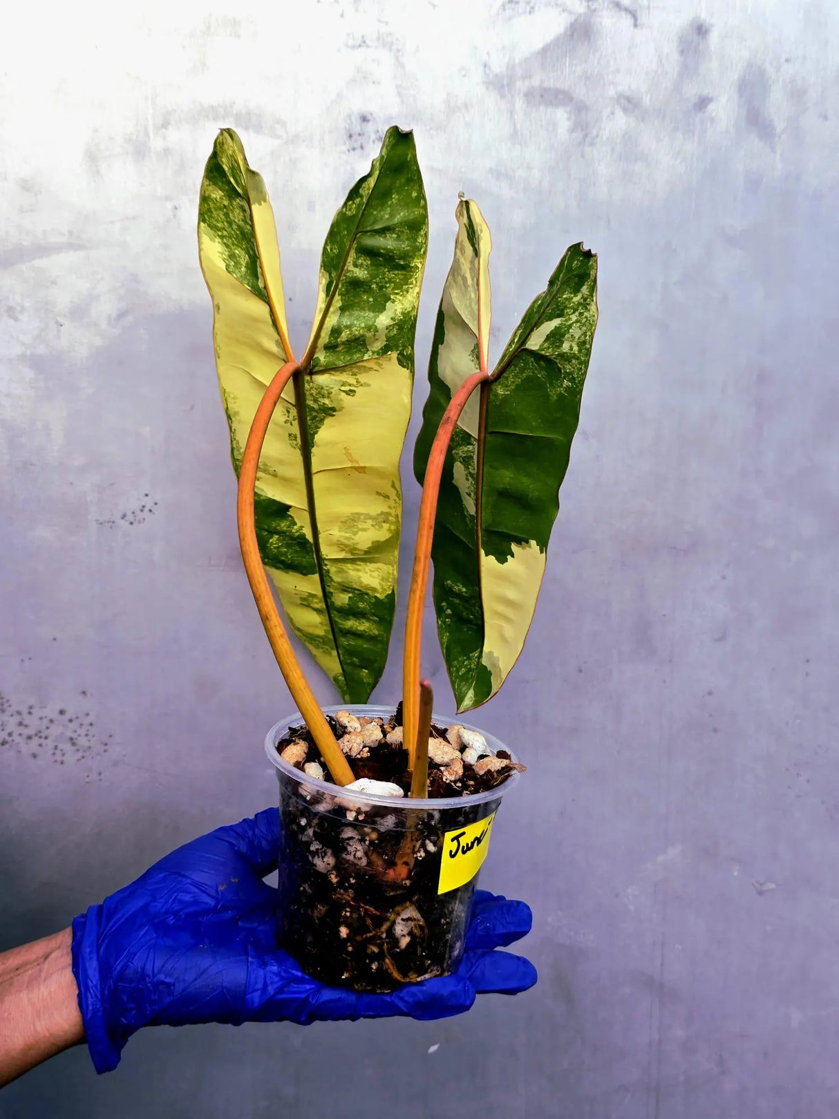 Variegated Philodendron Billietiae Live Plant - Rare Large Leaf (June-23-51-ER)