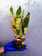 Variegated Philodendron Billietiae Live Plant - Rare Large Leaf (June-23-51-ER)