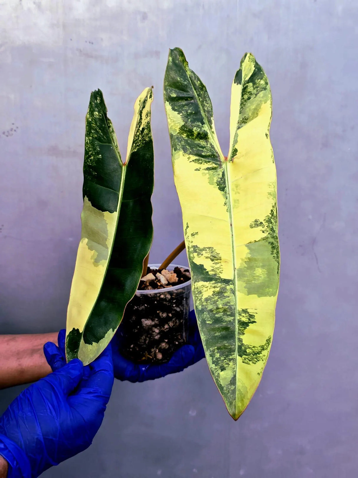 Variegated Philodendron Billietiae Live Plant - Rare Large Leaf (June-23-51-ER)