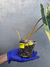 Variegated Philodendron Billietiae Live Plant - Rare Large Leaf (June-23-51-ER)