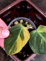 Variegated Philodendron Mican Aurea - Rare Collector Plant (June-26-02)