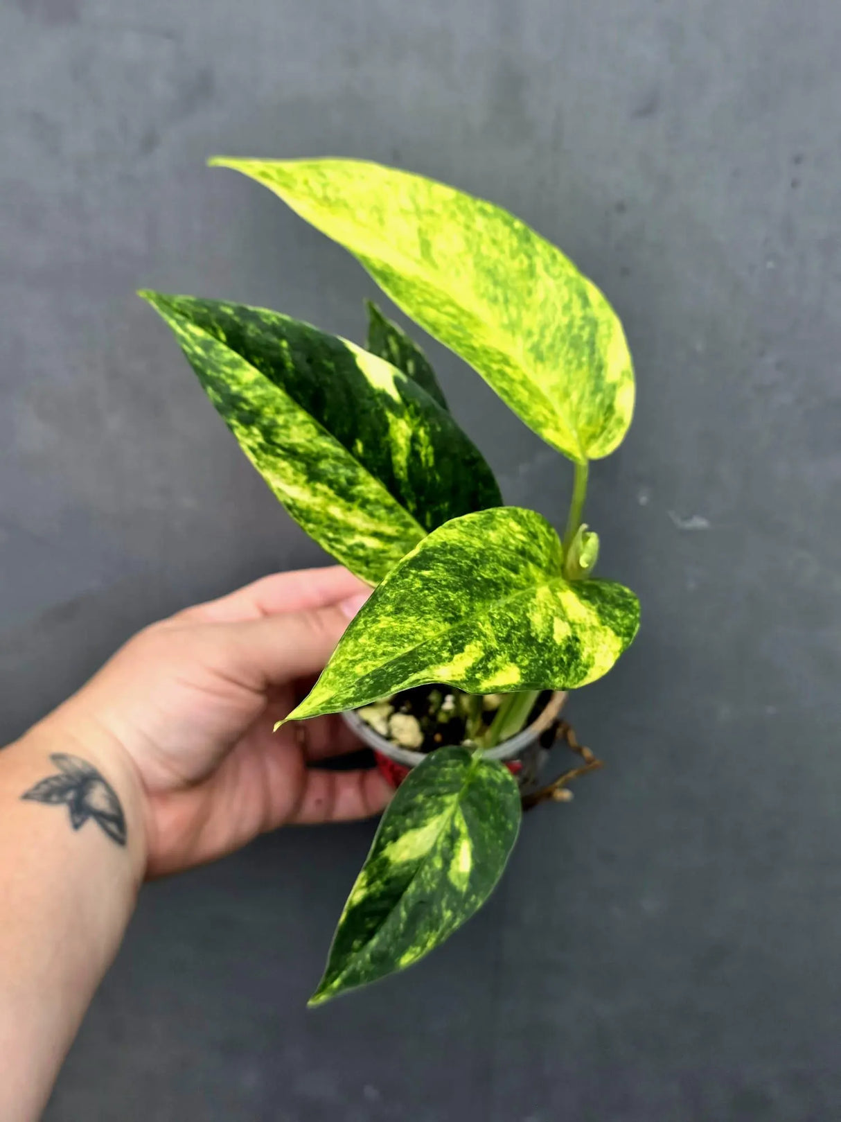Variegated Golden Flame - Epipremnum Pinnatum Plant (June-26-22)