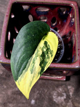 Scindapsus Jade Satin Variegated - Yellow Variegation - EXACT Plant(June-26-07)