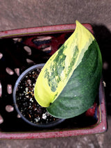 Scindapsus Jade Satin Variegated - Yellow Variegation - (June-26-07)