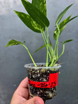 Rare Variegated Golden Flame Epipremnum Pinnatum - Exact Plant - (June-26-23)