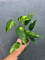 Rare Variegated Golden Flame Epipremnum Pinnatum - Exact Plant - (June-26-23)