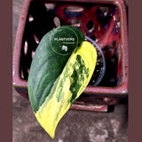 Scindapsus Jade Satin Variegated - Yellow Variegation - EXACT Plant(June-26-07)