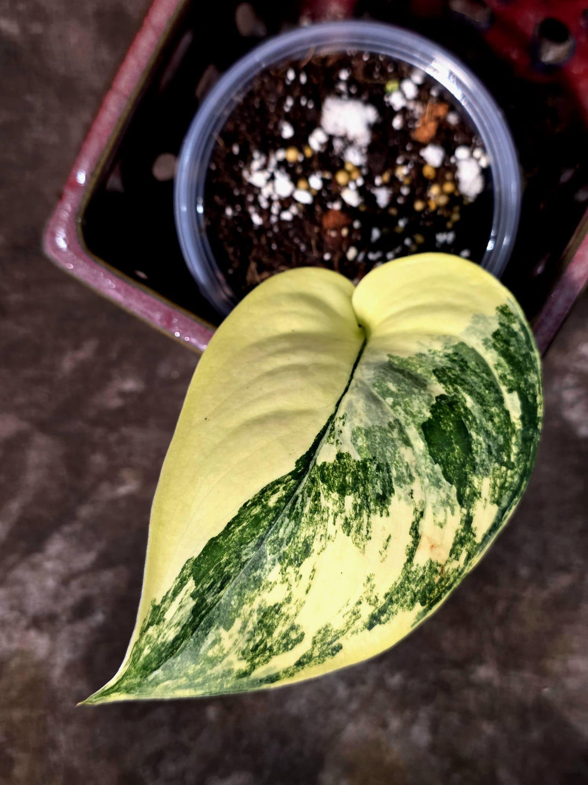 Scindapsus Jade Satin Variegated - Yellow Variegation (June-26-10)