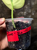 Scindapsus Jade Satin Variegated - Yellow Variegation (June-26-10)