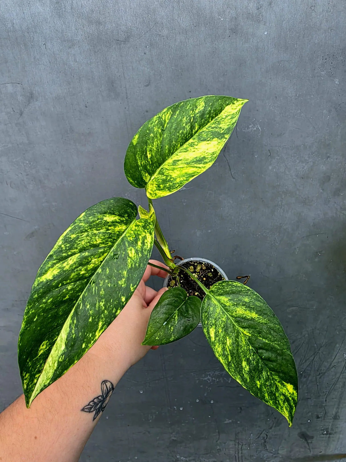 Rare Variegated Golden Flame Epipremnum Pinnatum - Exact Plant - (June-26-26)