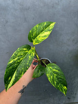 Rare Variegated Golden Flame Epipremnum Pinnatum - Exact Plant - (June-26-26)