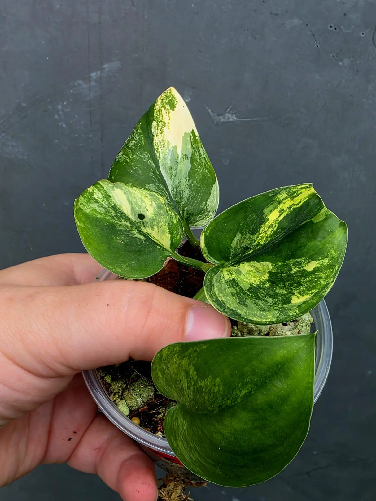 Scindapsus Jade Satin Variegated - Yellow Variegation (June-26-27)