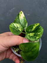 Scindapsus Jade Satin Variegated - Yellow Variegation (June-26-27)