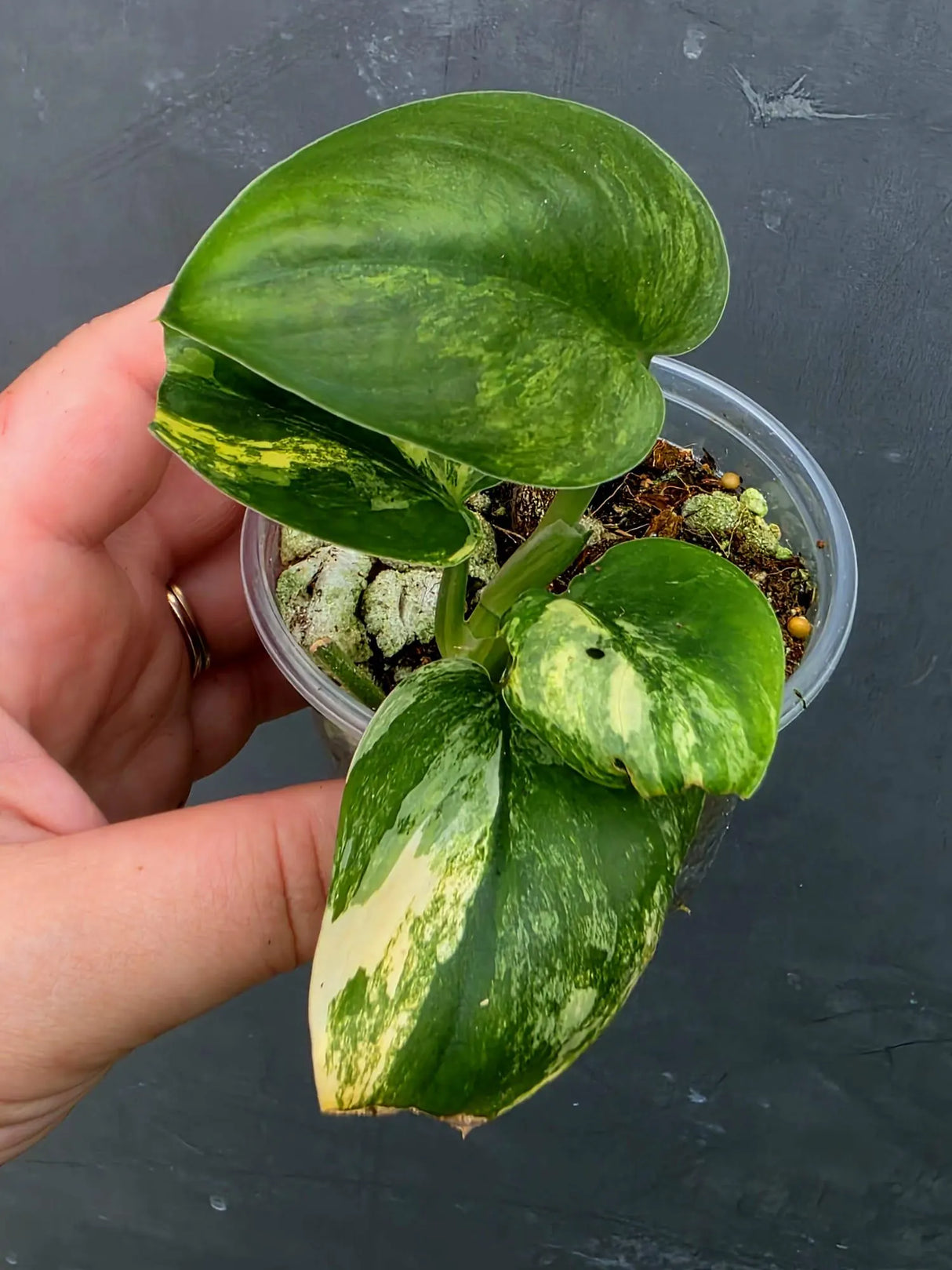 Scindapsus Jade Satin Variegated - Yellow Variegation (June-26-27)