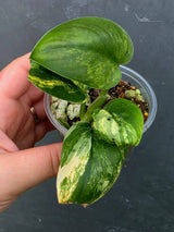 Scindapsus Jade Satin Variegated - Yellow Variegation (June-26-27)