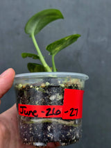 Scindapsus Jade Satin Variegated - Yellow Variegation (June-26-27)
