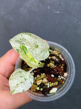 RARE Variegated Epipremnum Pinnatum Albo - High Variegated Plant (June-26-28)