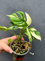 Variegated Rhaphidophora Tetrasperma Albo - Collector's Aroid(June-26-29)