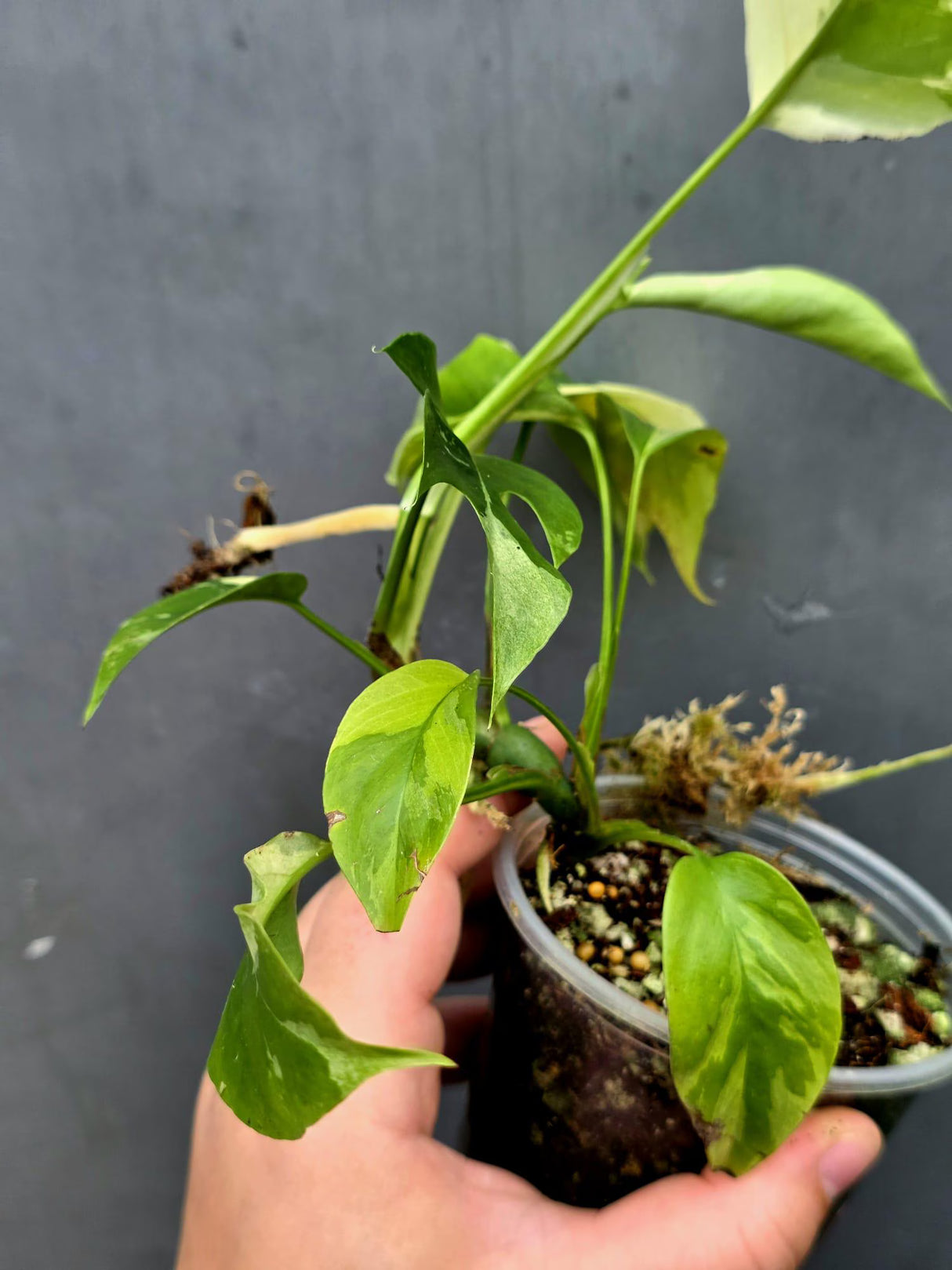 Variegated Rhaphidophora Tetrasperma Albo - Collector's Aroid(June-26-29)