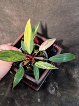 Variegated Philodendron Strawberry Shake Live Plant - EXACT Plant (June-26-14)