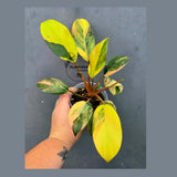 Variegated Black Cardinal Philodendron – Rare Collector Plant (June-26-21-ER)