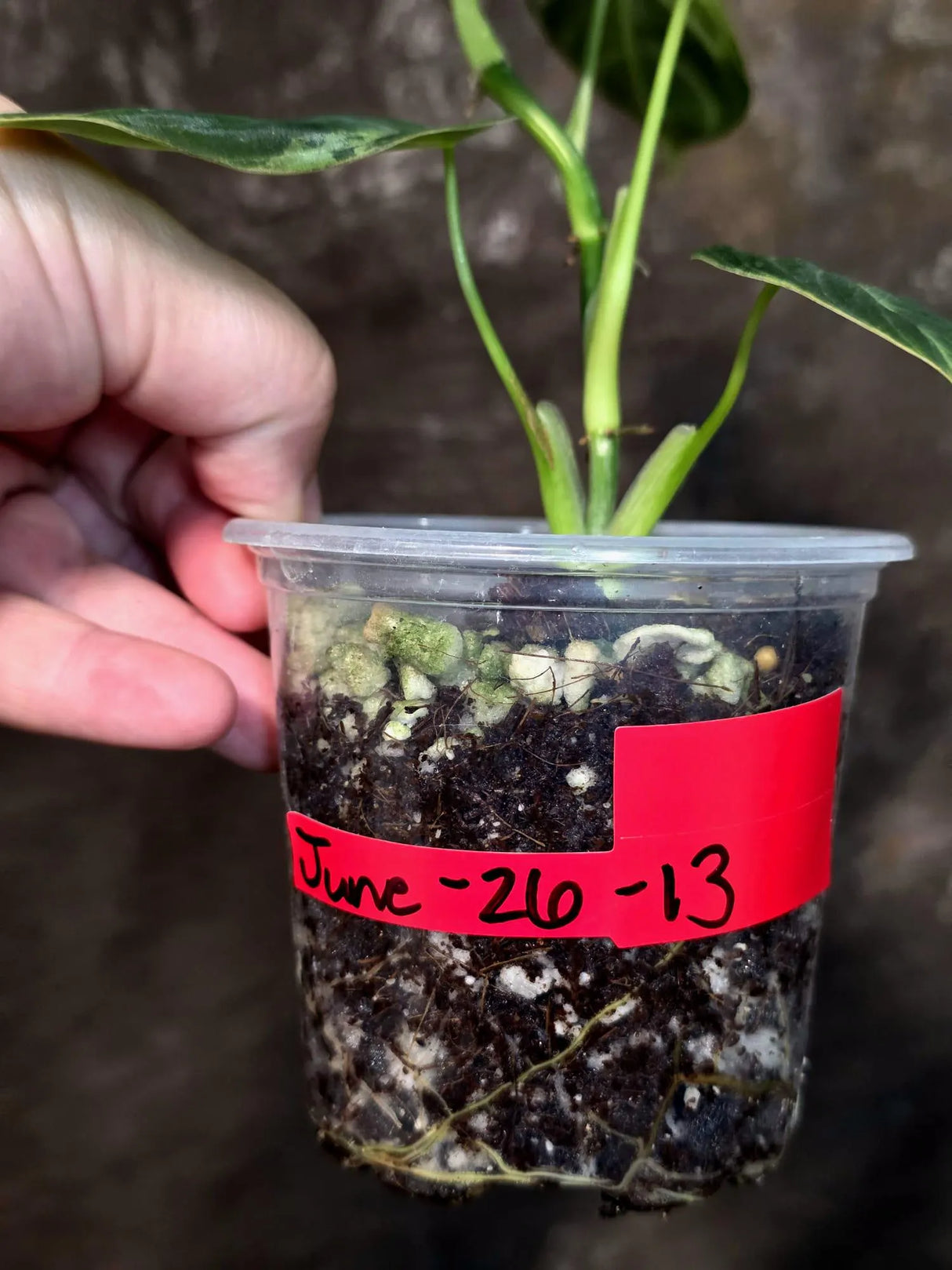 Philodendron Melanochrysum Variegated - Rare Tropical (June-26-13)
