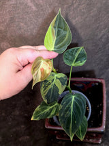 Philodendron Melanochrysum Variegated - Rare Tropical (June-26-13)