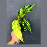 Variegated Golden Flame - Epipremnum Pinnatum Plant (June-26-22)