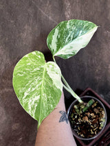 Variegated Monstera Albo - Rare White Monstera Borsigiana (June-26-11-C)