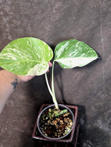 Variegated Monstera Albo - Rare White Monstera Borsigiana (June-26-11-C)