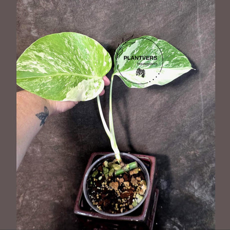 Variegated Monstera Albo - Rare White Monstera Borsigiana (June-26-11)