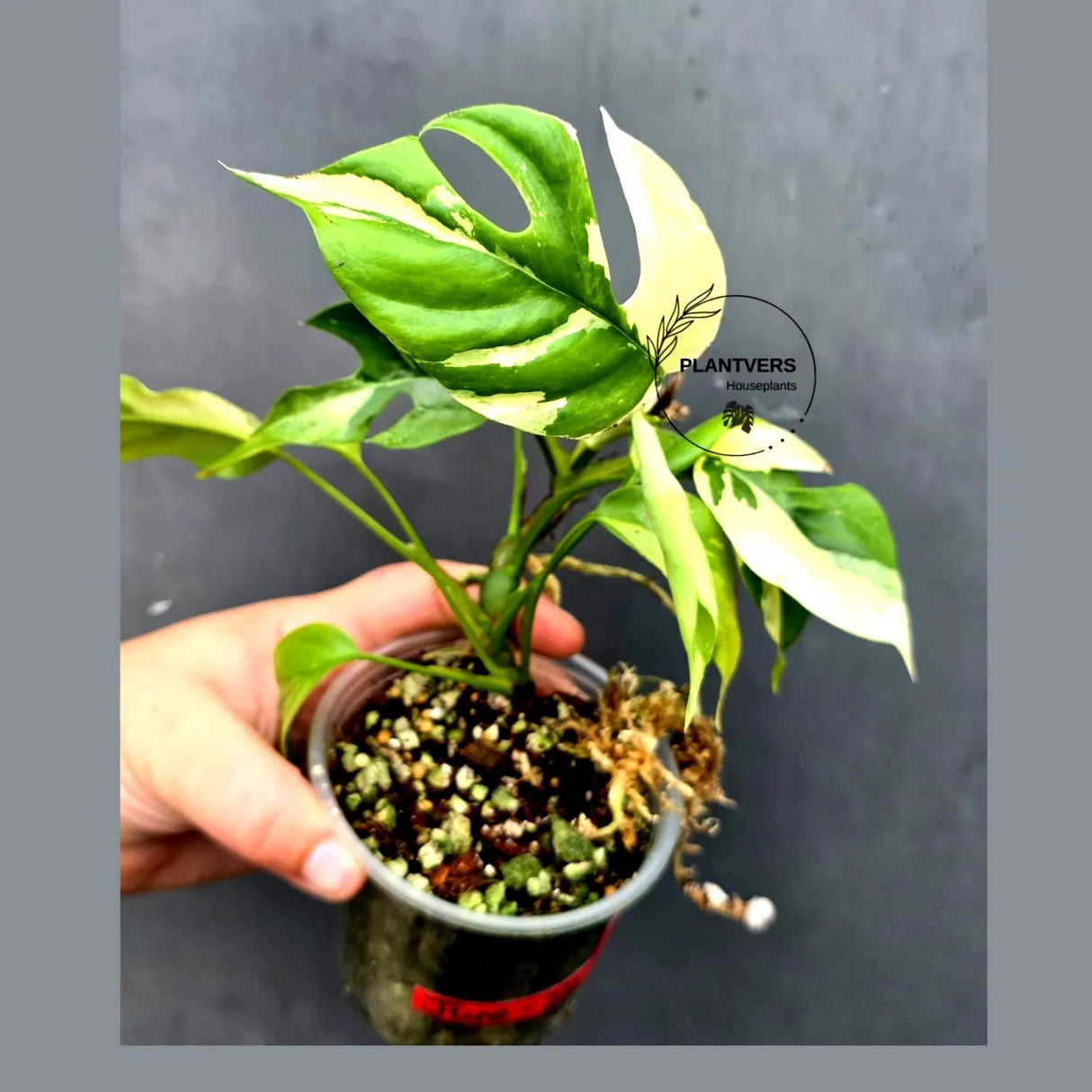 Variegated Rhaphidophora Tetrasperma Albo - Collector's Aroid(June-26-29)