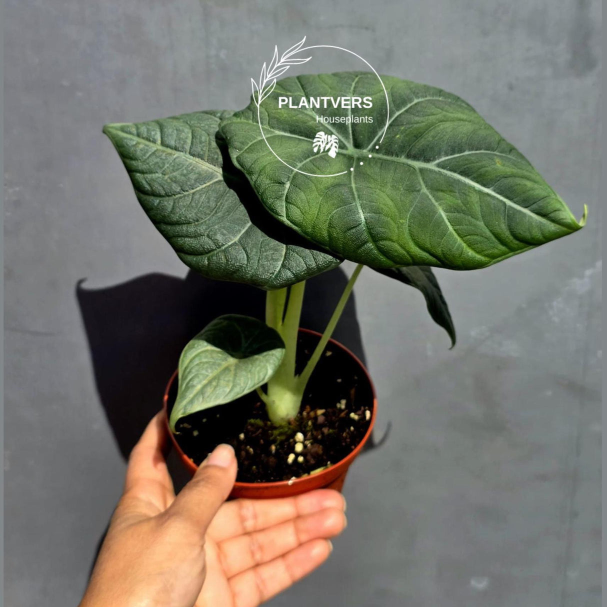 Alocasia Maharani Grey Dragon 6" - Jewel Alocasia - Live Houseplant - Rare Indoor Plant - Tropical Aroid - Exotic Foliage