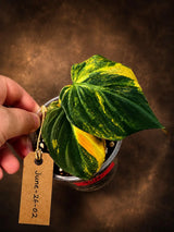 Variegated Philodendron Mican Aurea - Rare Collector Plant (June-26-02)