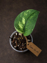 Scindapsus Jade Satin Variegated - Yellow Variegation (June-26-09)