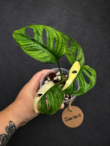 Variegated Monstera Adansonii Albo - Swiss Cheese Plant (June-26-15)