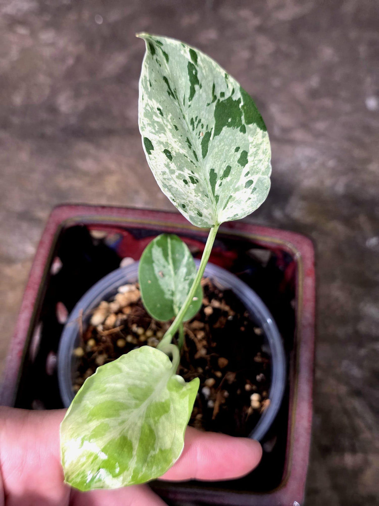 Super Rare Monstera Bulbasaur Variegated Live Plant - Exotic Collector Mint - (July-10-06)