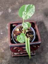 Super Rare Monstera Bulbasaur Variegated Live Plant - Exotic Collector Mint - (July-10-07)