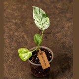 Super Rare Monstera Bulbasaur Variegated Live Plant - Exotic Collector Mint - (July-10-06)