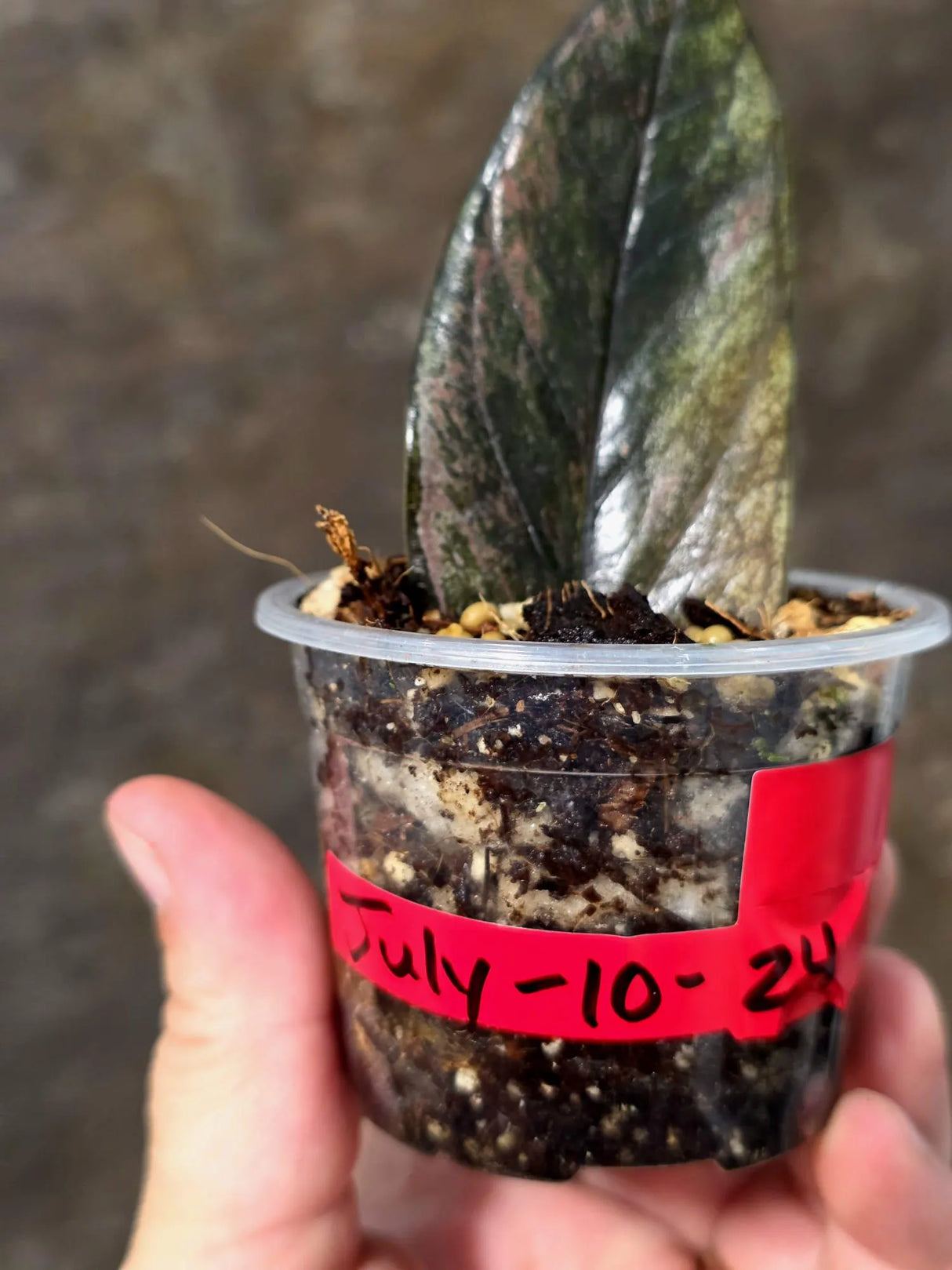 Black Variegated ZZ Plant - Multi Color Zamioculcas (July-10-24-ER)