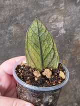 Black Variegated ZZ Plant - Multi Color Zamioculcas (July-10-24-ER)