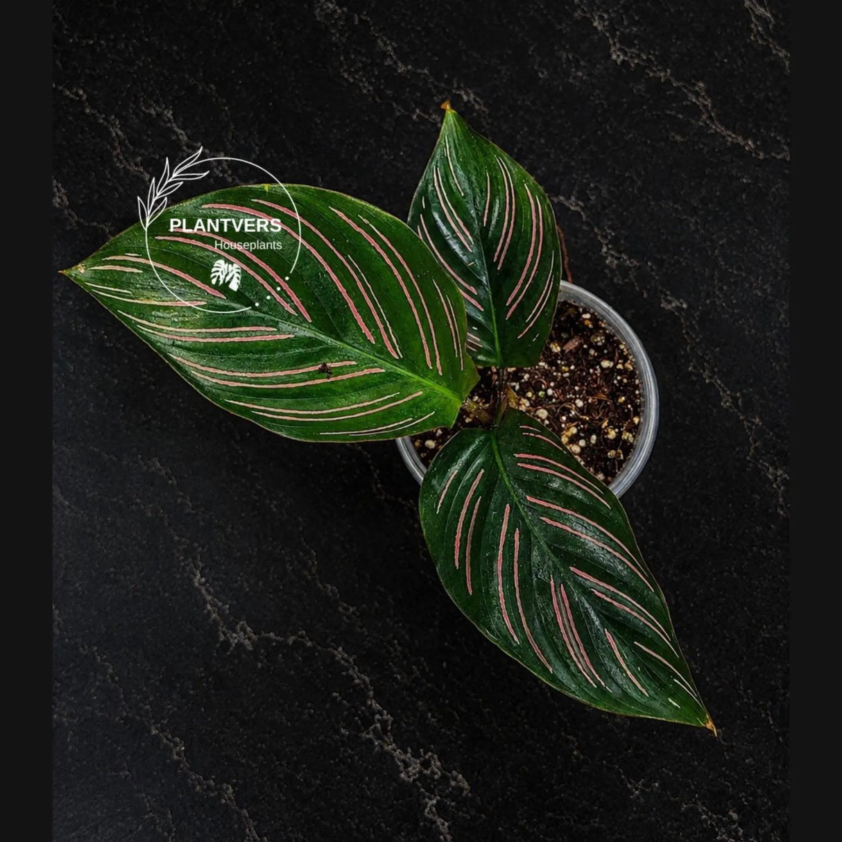 Calathea Beauty Star Live Plant in 3" Pot – Prayer Plant – Tropical Indoor Houseplant – Pet-Friendly Foliage Plant