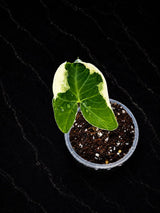 Alocasia Mickey Mouse Starter Plant in 3" Pot - Rare Variegated Alocasia - Tropical Indoor Houseplant - Live Plant